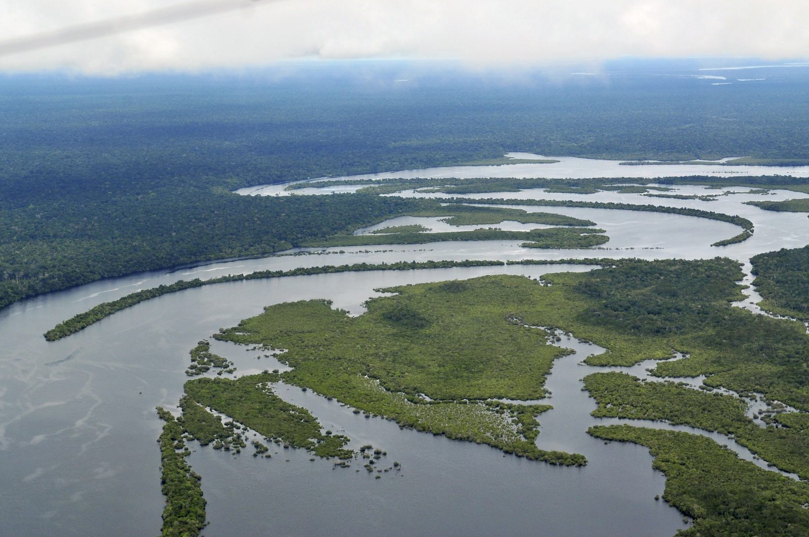 Amazon rainforest wildlife