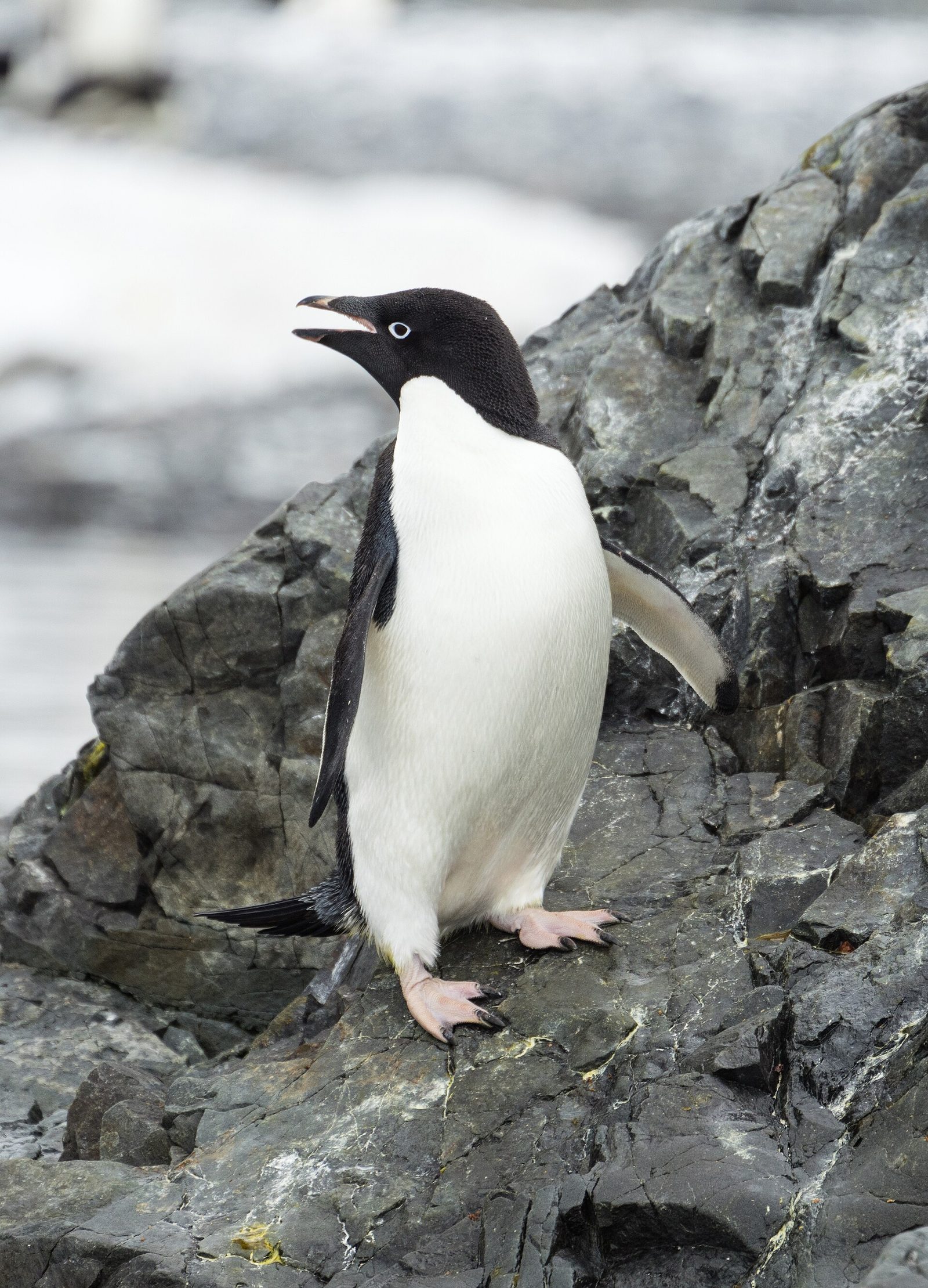 Adélie penguins