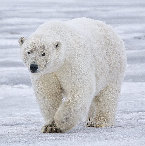 Polar bears