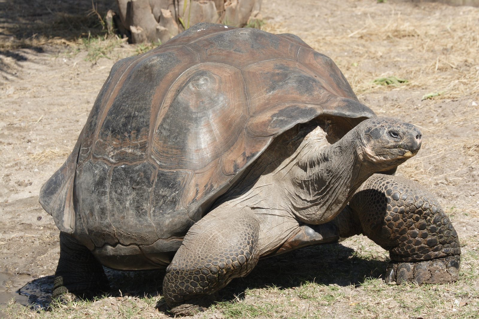 Galapagos