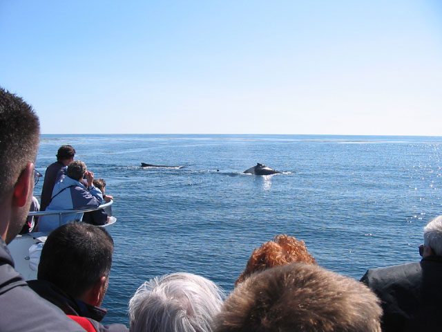 Whale watching in Auke Bay