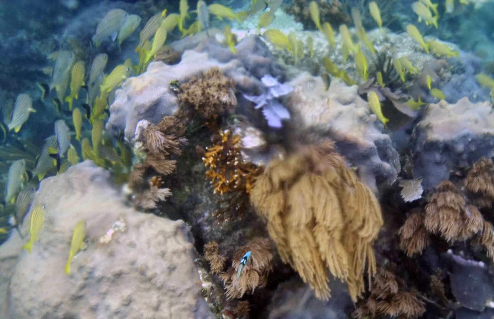 Mesoamerican Reef snorkeling