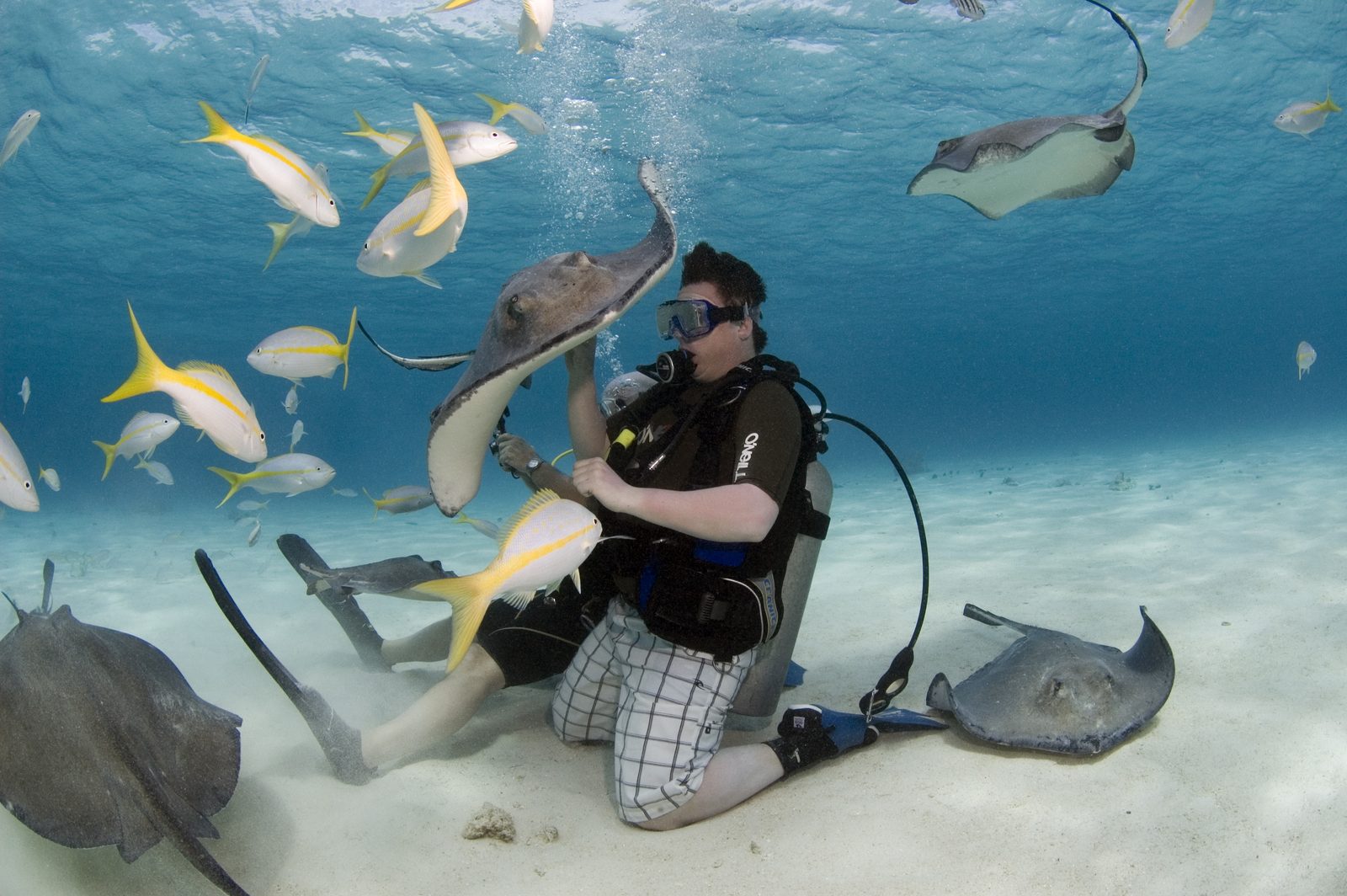 Grand Cayman Stingray City