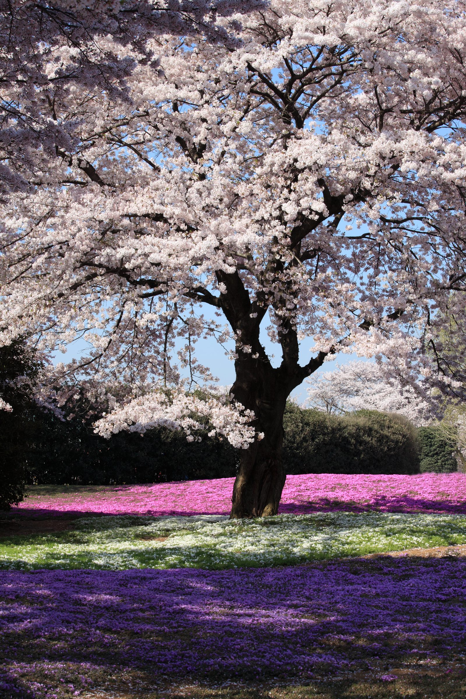 Japan cherry blossom