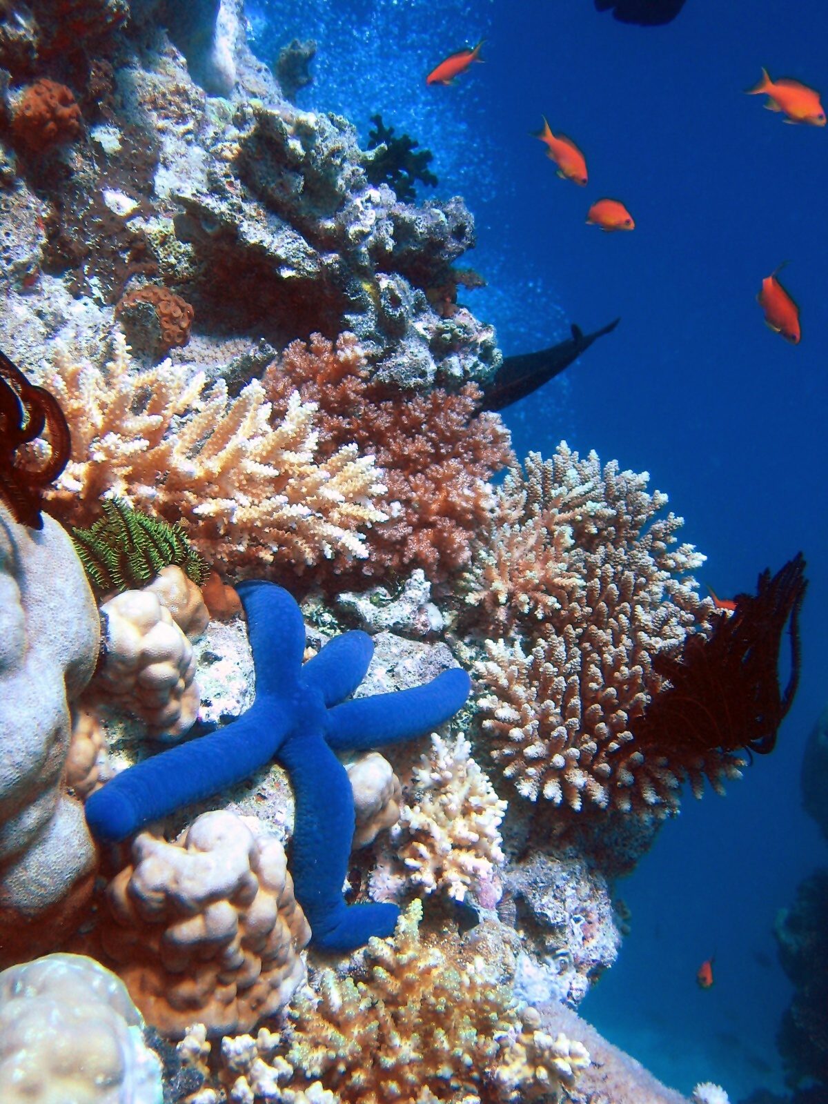 Red Sea