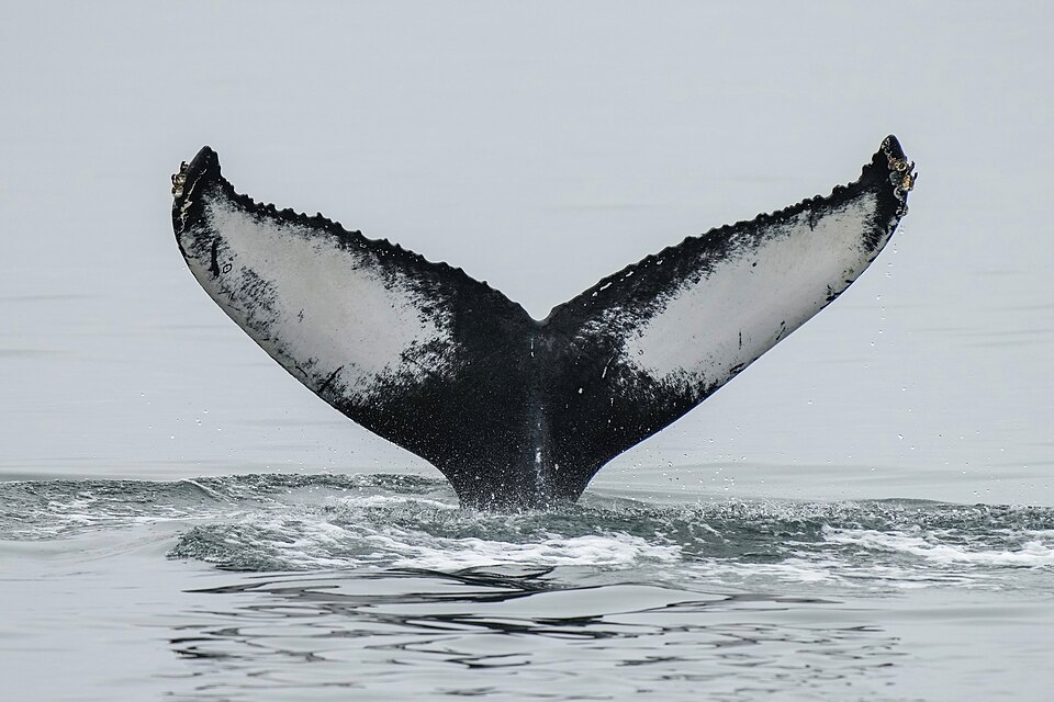 Humpback Whale Migration