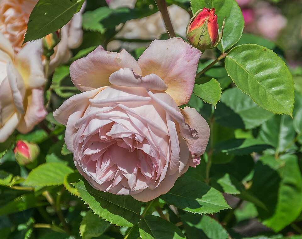 Dunedin Botanic Garden