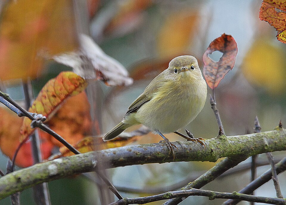 Autumn Foliage and Migratory Birds