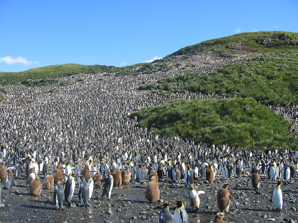 Penguin Chick Hatching