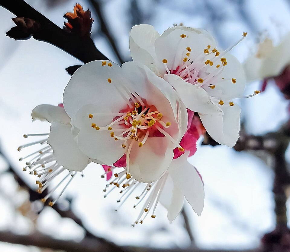 Apricot Blossom (Marillenblüte)