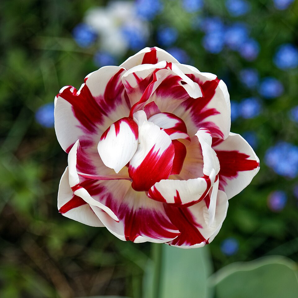 Tulip Season