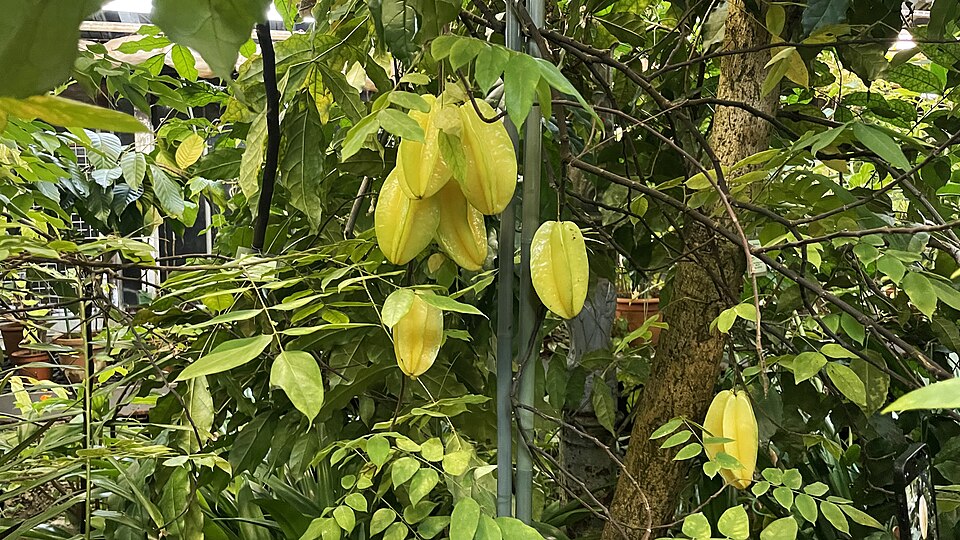 Carambola Botanical Gardens