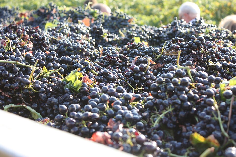 Porto Wine Harvest