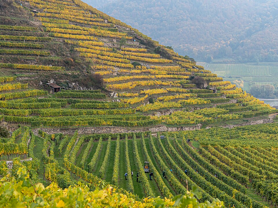 Wachau Wine Autumn