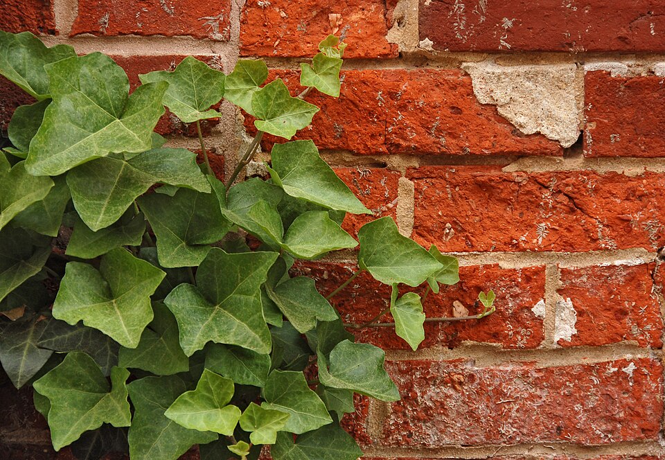 The Ivy