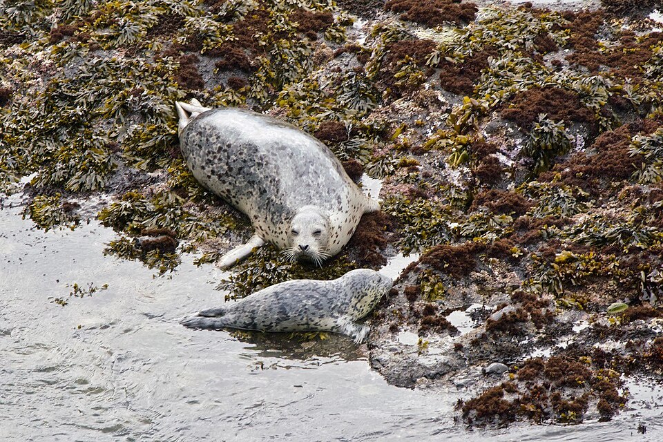 Harbor Seal Pupping Season