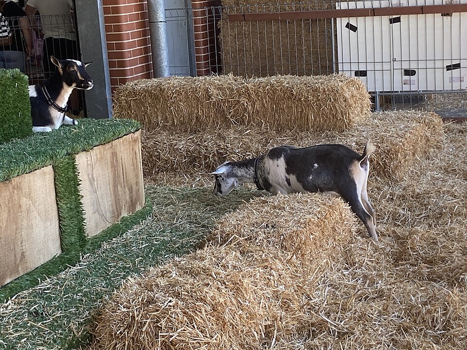 Sydney Royal Easter Show