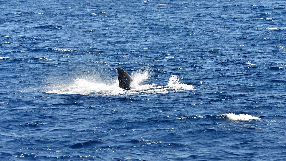 Southern Right Whale Season