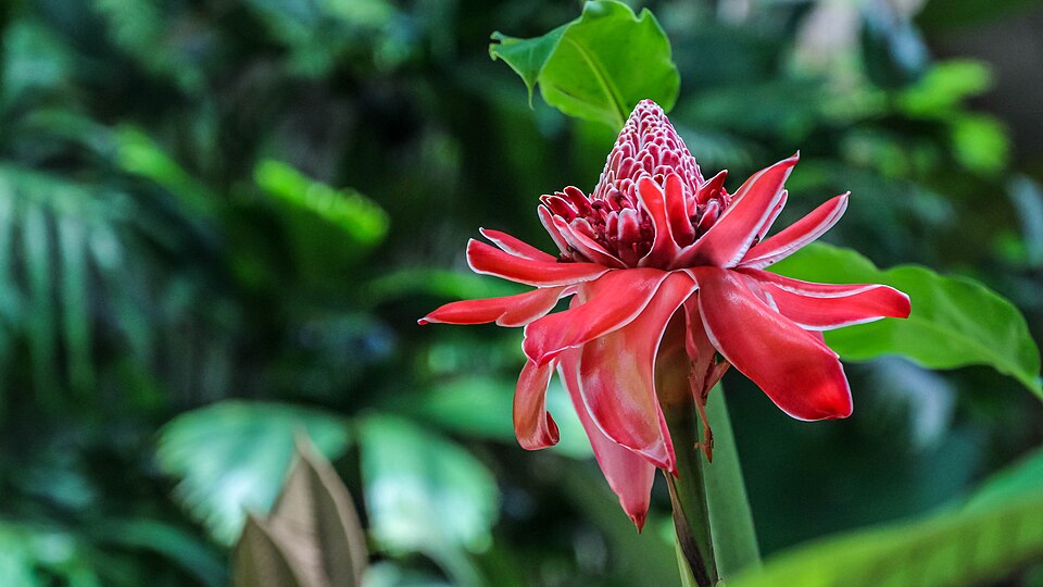 Veragua Rainforest Park