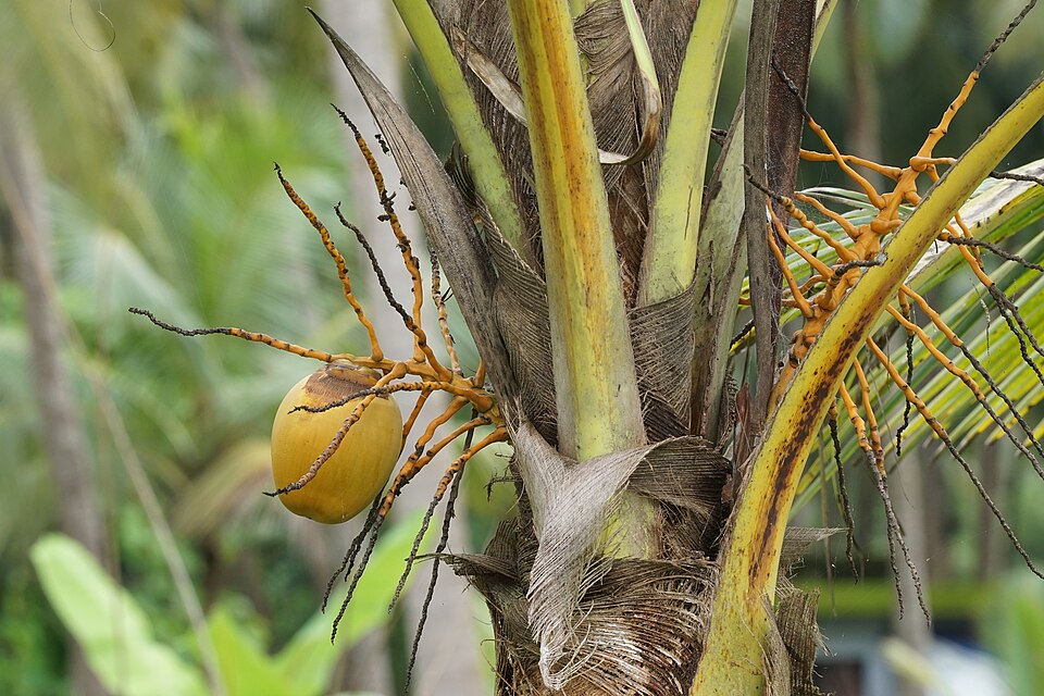 Coconuts