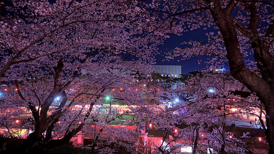 Sakura Matsuri Cherry Blossom Festival