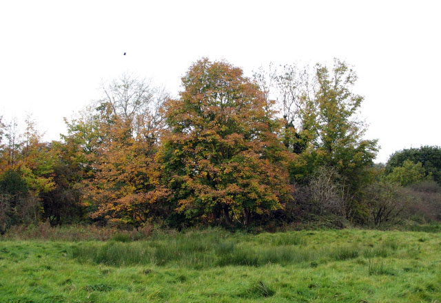 Autumnal Foliage