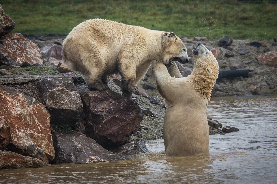 Peak Wildlife Viewing